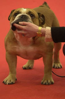 Red boy junior De la villenière